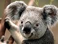Koala (Copy)